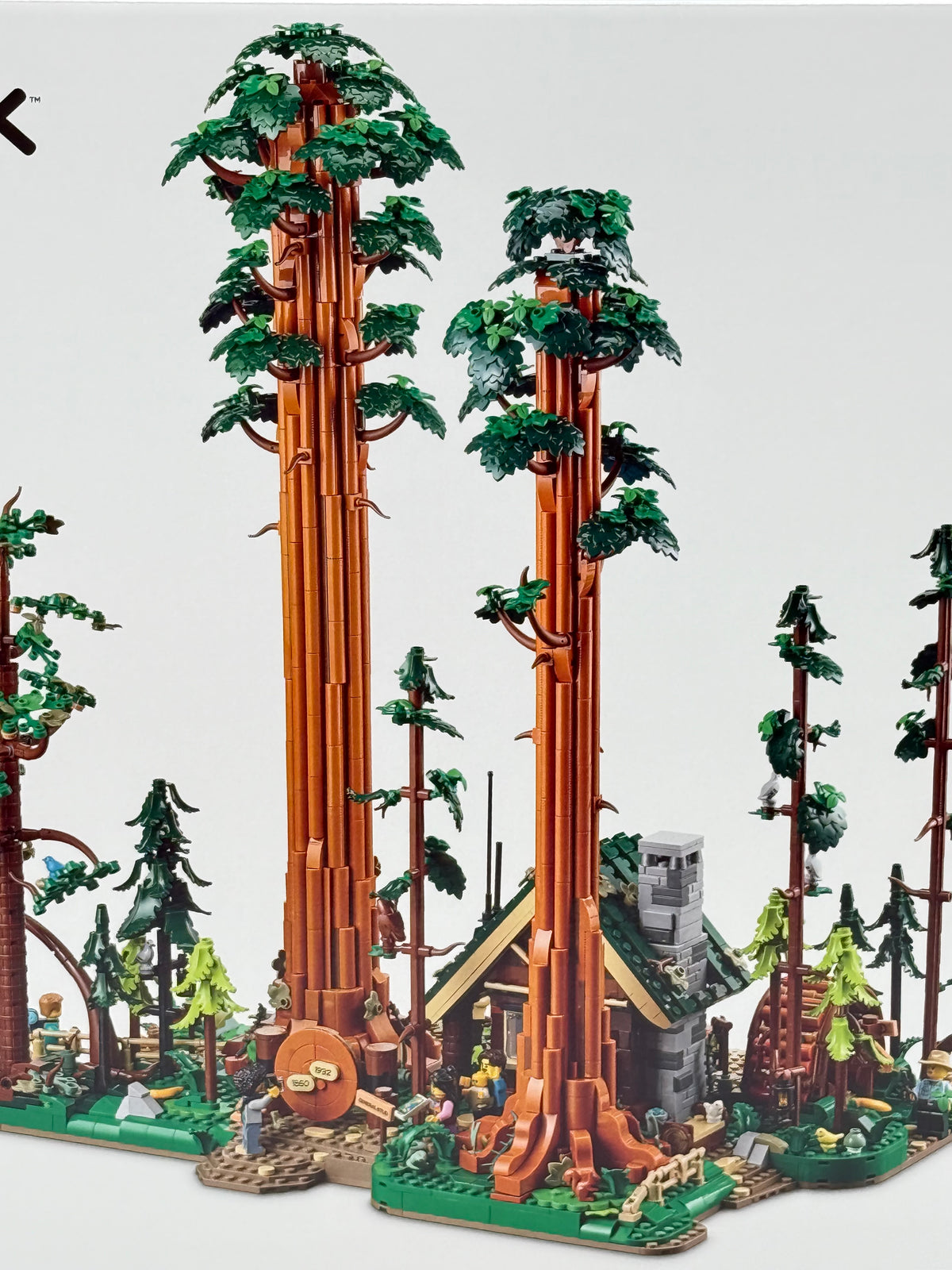 SEQUOIA TREE TRAIL (910058)