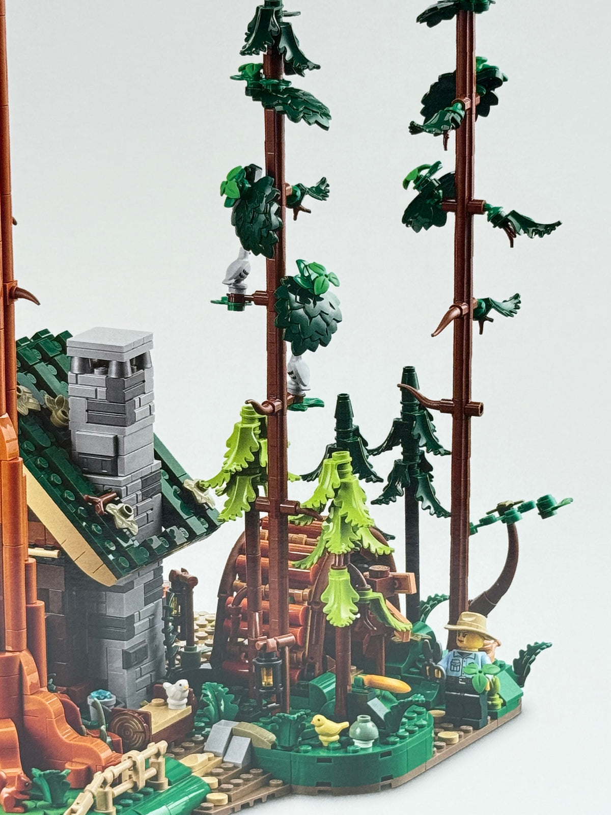 SEQUOIA TREE TRAIL (910058)
